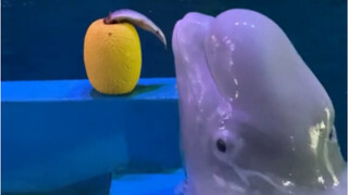 Xiao Hei pintar, kan?