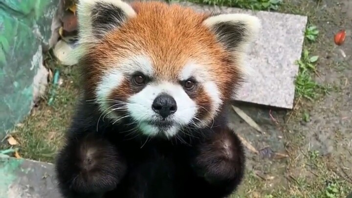 Aku benar-benar takut dia mendekat lalu meninjuku dua kali.