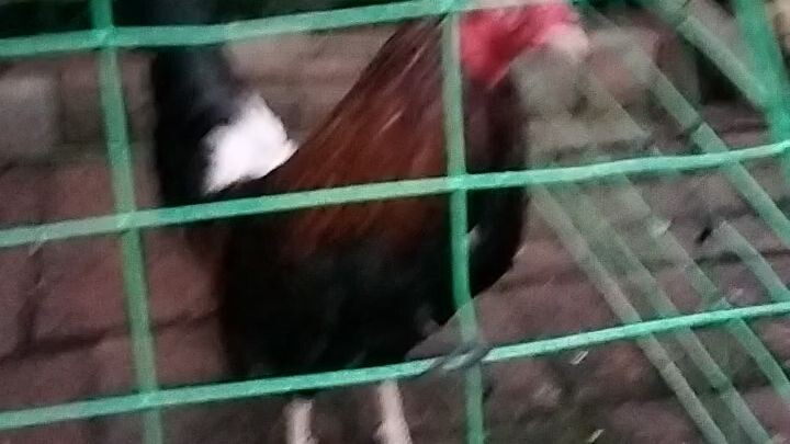 ready n for Sunday old blood line sweater x topi