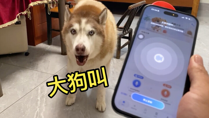 Ketika anjing husky menggonggong padamu, coba terjemahkan pakai penerjemah bahasa anjing, lihat apa 