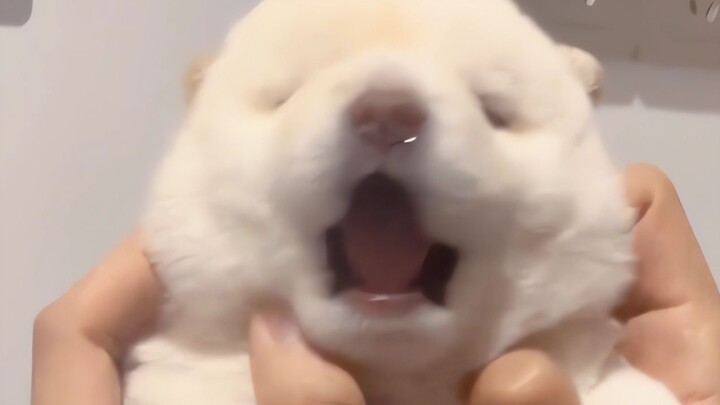 Puppy Woof Compilation! A Must-Watch for All the Broads!