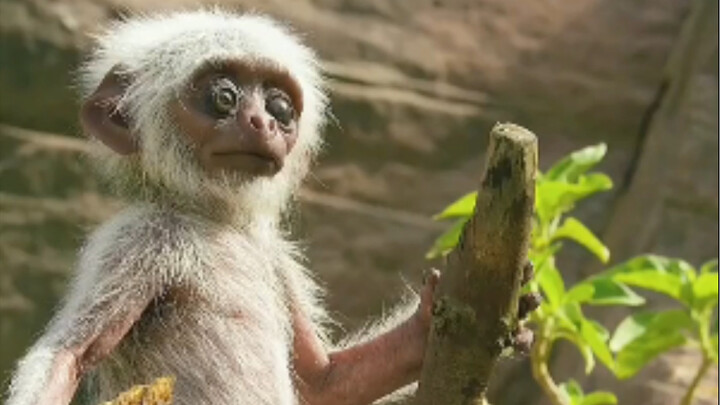 The monitoring monkey unexpectedly landed, only to capture a heartwarming scene of a long-tailed mon