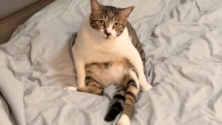 Situasi terkini anak kucing epilepsi yang sudah pensiun