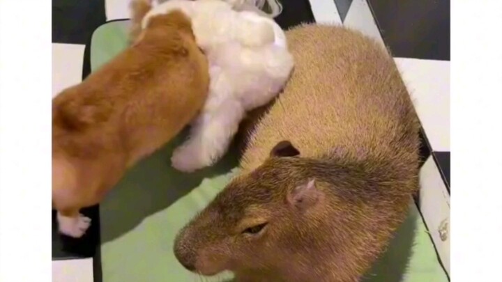 Even capybaras can be provoked #CapybaraWeirdBehavior #Capybara