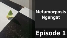 Metamorphosis Magic: Exploring Creativity Through Moth Transformation
