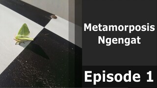 Metamorphosis Magic: Exploring Creativity Through Moth Transformation