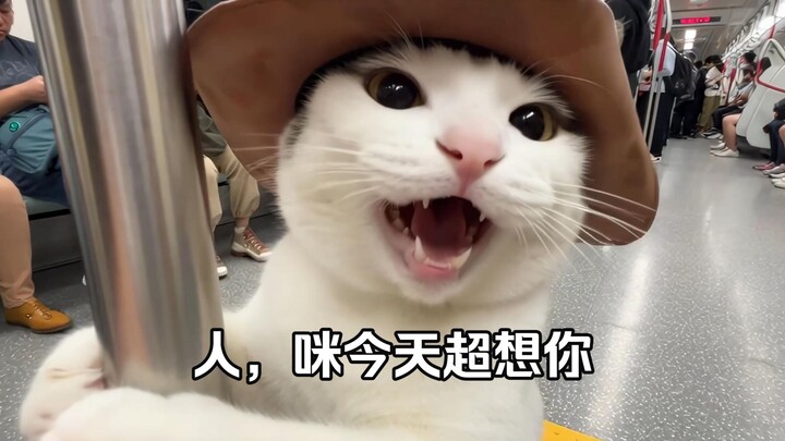 Ngapain sih? Kucing dan meme pisang, pasar tradisional di Tiongkok Timur Laut, plus vlog jalan-jalan