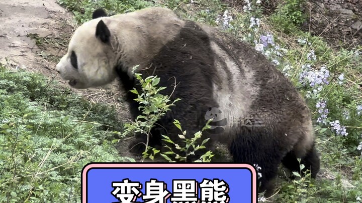 4.14 Meng’er kerja keras menambang batu bara sampai berubah jadi beruang hitam; si pengasuh awalnya 