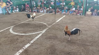 2x winner bulik nagbabalik