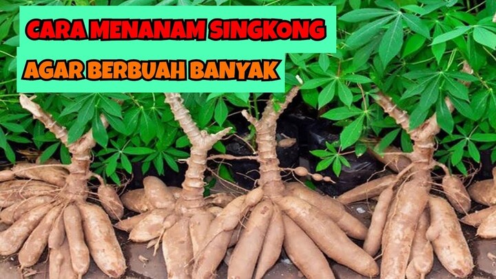 CARA MENANAM SINGKONG AGAR BERBUAH BANYAK || HASIL PANEN MELIMPAH
