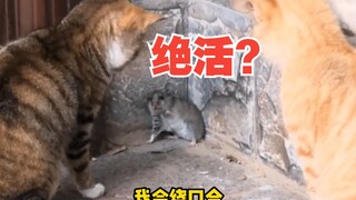 橘猫：哥，咱俩好像让耗子戏弄了