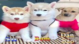 Dương KC | Gia Đình Gâu Đần #6 | Chó thông minh đáng yêu | funny cute smart dog pets | Thú Cưng TV