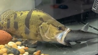 Đây đúng là cảnh "bọ ngựa vồ ve sầu, chim sẻ rình sau lưng" sao?