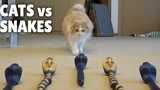 แมว vs งู กิตติซอรัส