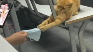 "About the incident where a human grabbed my mask in the ideological training class, so we had a hal