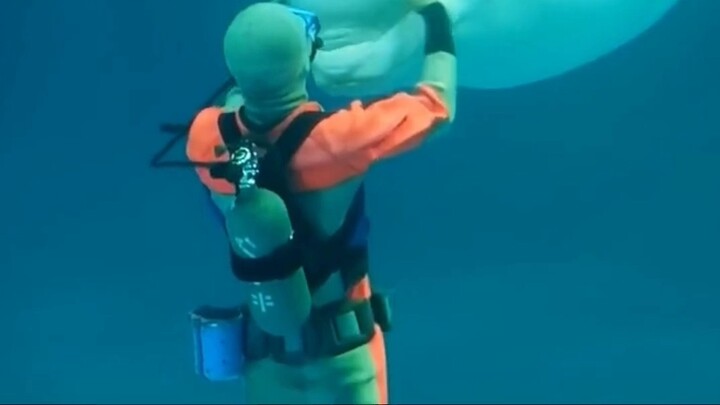 Will the soft head of the beluga whale be damaged by playing with it? It’s so sexy! Do you know why 