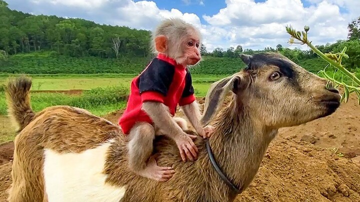 BiBi the monkey absolutely loves riding a goat! She even has her very own personal mount~