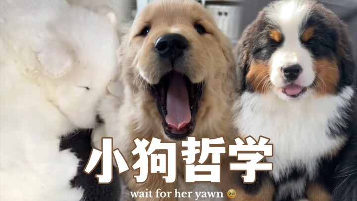 Filsafat Anak Anjing: Mencintai Kebijaksanaan, Mencintai Dunia, Mencintai Umat Manusia 👼🏻