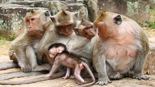 Wow Well Done Baby, Beautifull Baby Monkey Jason Brave To Walk In Front Of All Monkeys, Jill & Jason