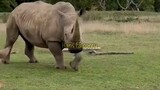 Badak jawa dan sumatera, hewan yang paling terancam punah 🦏