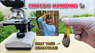 ZOOM 1000X: EMPEDU KAMBING vs MIKROBA