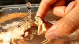 Mencoba memelihara kepiting bodoh yang bisa menyemprotkan air