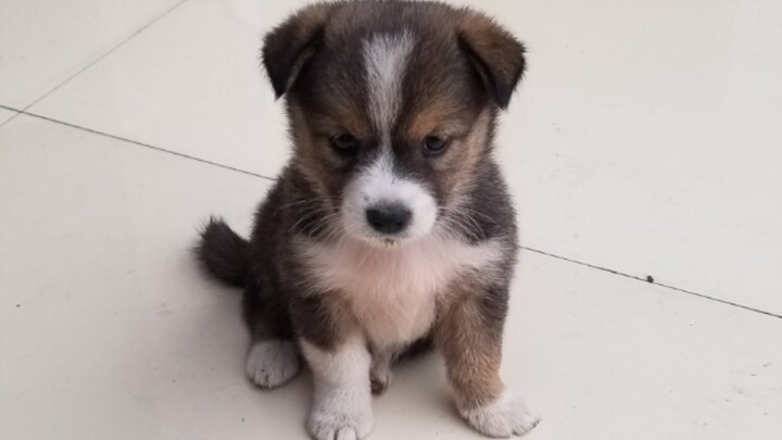 A stray little native dog rescued from the roadside