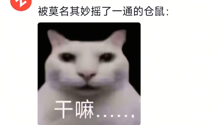 Pelihara satu lagi, terus pakai keduanya jadi marakas 😹