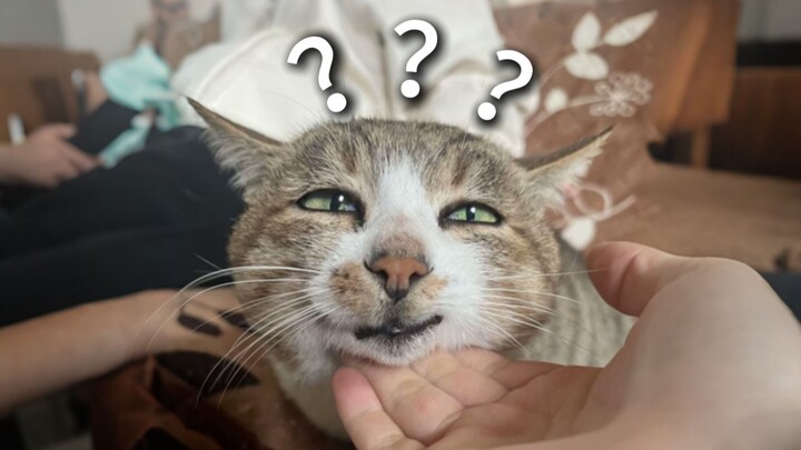 A Collection of Animals' Confusing Behaviors 228