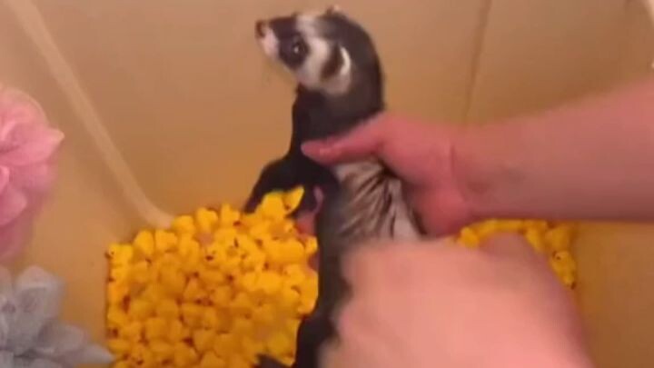 Why is this little guy so cute? _Animals_ _Ferret_ _Cute_ _Adorable