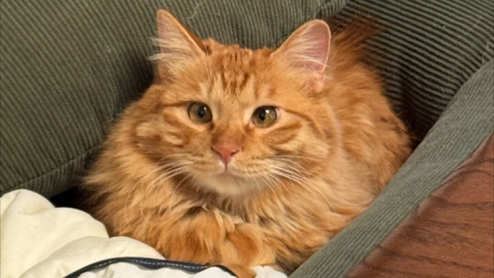 Kenyataan di Balik Leher yang Miring