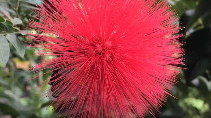 พู่นายพล