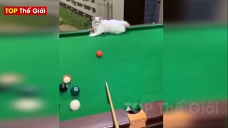 ⚡Tổng Hợp Những Tình Huống Kỳ Lạ Và Thú Vị Khiến Người Ta Bất Ngờ Không Thôi P56