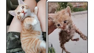 奶橘小七的日记：捡到小奶猫的52天，从垃圾桶到领养人家里，向幸福而去