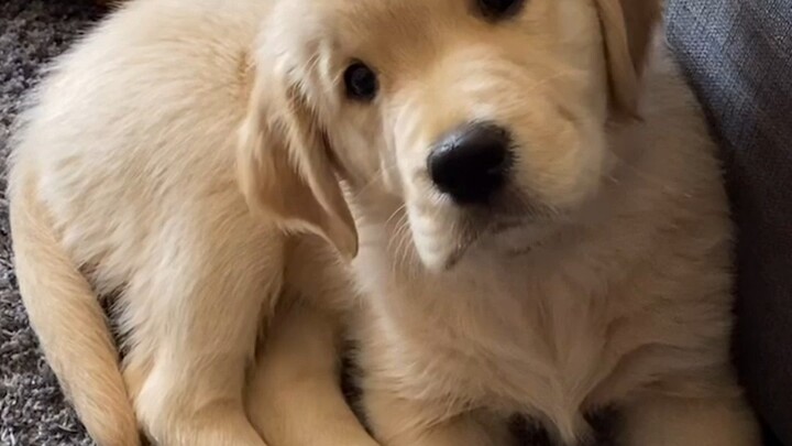 Putar suara ini untuk anjingmu, dan kamu bisa “mengendalikan” si kecil selama satu menit! Kalau anji