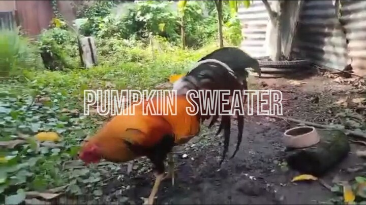 pumpkin sweater