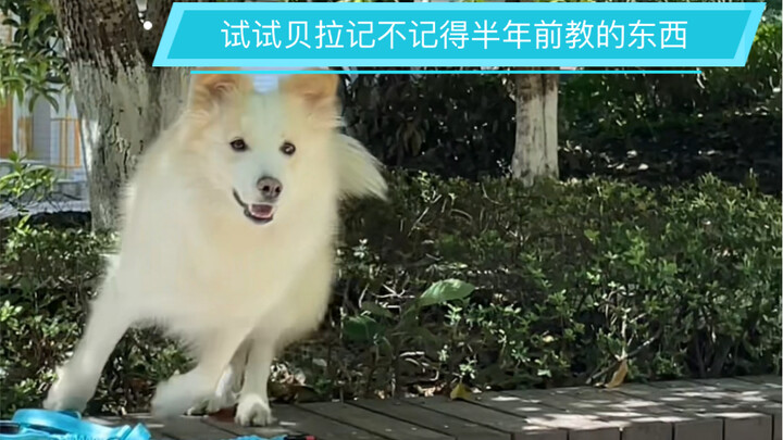 Coba saja apakah Bella masih ingat pelajaran yang diberikan setengah tahun lalu #Border Collie Chen 