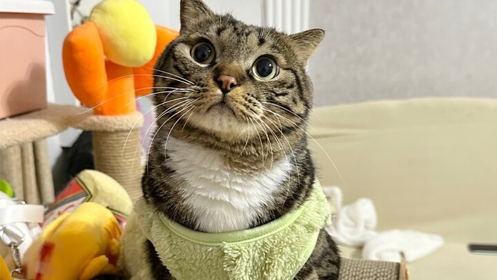 小猫咪连喵喵零都不会打还想要告我？？？