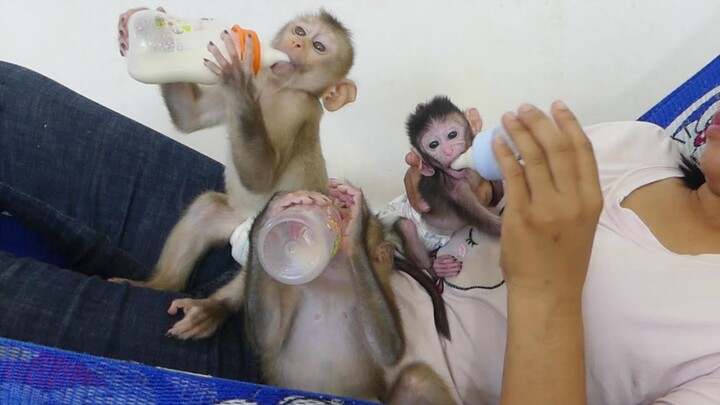 Lovely Family | Brother Maki And Maku With Small Sister Jessie Drinking Milk Together On Mom