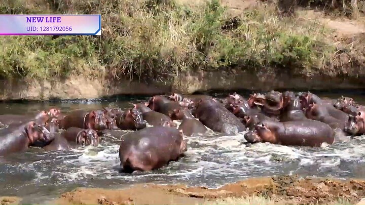 Hà mã Tanzania Hippos tức giận giận dữ vì quá nắng  #doisong