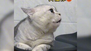 Who could resist a talking kitten?