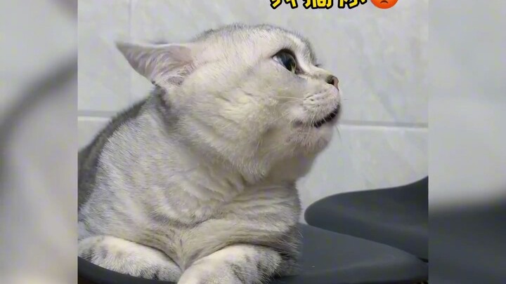 谁会拒绝一只会说话的小猫咪呢