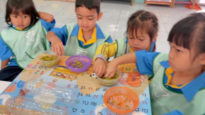 การเพาะถั่วเขียน อนุบาลปีที่ 1 โรงเรียนอนุบาลสรรพยา
