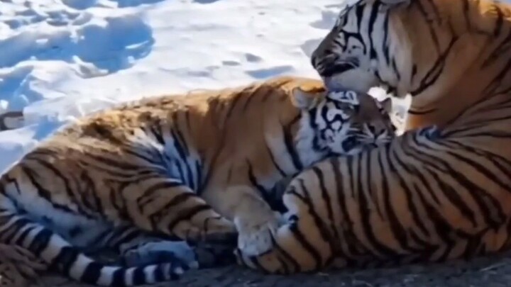 Tiger Sister acts cute with Tiger Brother, and the male tiger immediately pulls her into his arms!