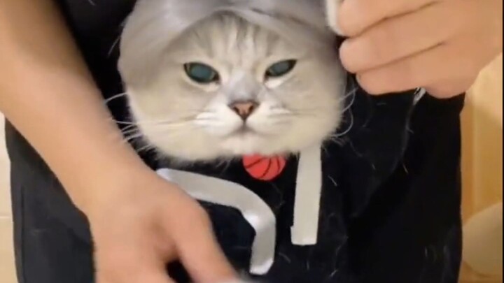A funny little cat should of course be shared with funny people.