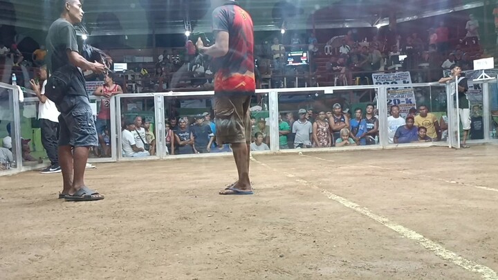 2nd fight WIN CHAMPION 2COCK #BOSS RJ