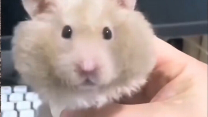 ฮ่าวต้าหนูถีบ