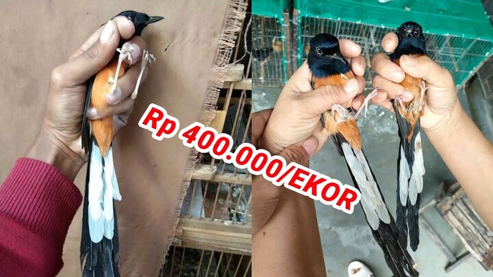 Mantap Betul Body BIG 400 rb. Update Harga Terbaru Kios Fathoni Bird shop