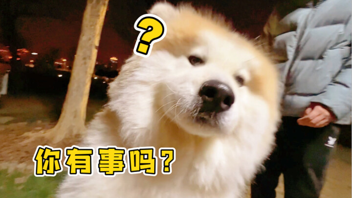 As soon as there are too many dogs around, he gets socially anxious and doesn’t know what to do! You