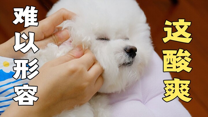 The dog went all out while cleaning its ears! (996% healing rate)